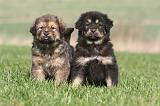 DOGUE DU TIBET 256